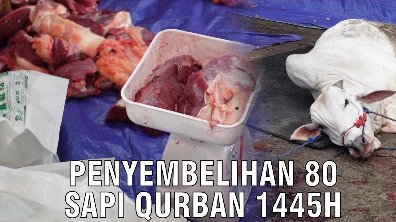 
                                 Penyembelihan-80-Sapi-Qurban-2024